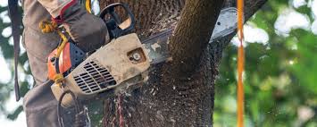 Reliable Roslyn Estates, NY Tree Removal Services Solutions