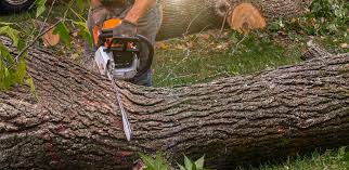 Best Emergency Tree Removal  in Roslyn Estates, NY