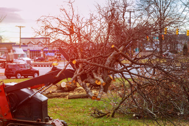 Best Hazardous Tree Removal  in Roslyn Estates, NY