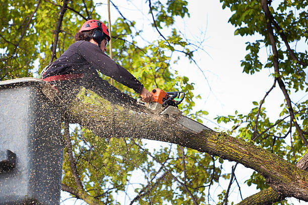 Best Tree Trimming and Pruning  in Roslyn Estates, NY