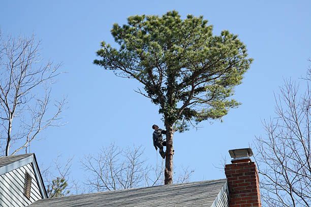 Best Storm Damage Tree Cleanup  in Roslyn Estates, NY