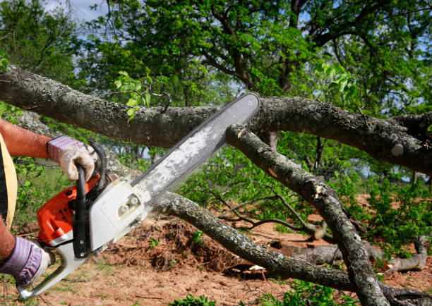 How Our Tree Care Process Works  in  Roslyn Estates, NY