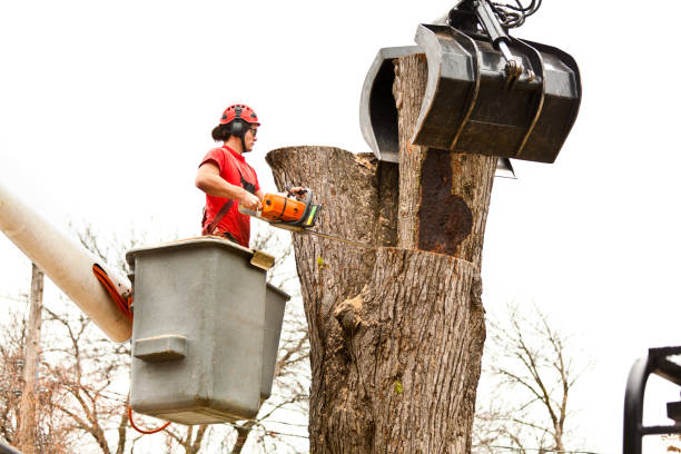 Best Stump Grinding and Removal  in Roslyn Estates, NY